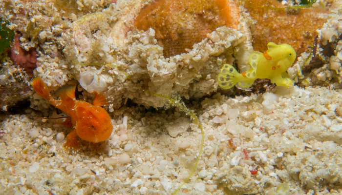 Frogfish Creche
